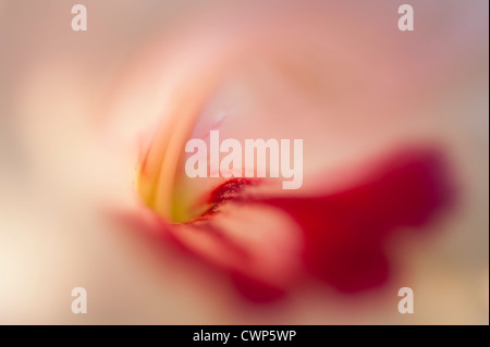 Tulip, extreme close-up Foto Stock