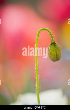 Fiore di papavero bud Foto Stock