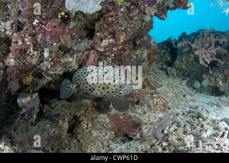 Humpback raggruppatore (Cromileptes altivelis) adulto, nuoto oltre il reef, Gam Isola, Dampier Straits, Raja Ampat Isole (quattro Foto Stock