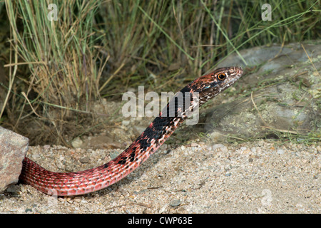 Coachwhip Masticophis flagello Tucson Pima County, Arizona, Stati Uniti 25 agosto adulto morph rosso Colubridae Foto Stock