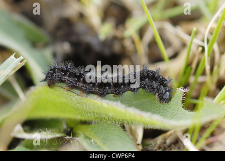 Marsh Fritillary (Euphydryas aurinia) caterpillar, alimentando su Devil's-bit Scabious (Succisa pratensis) foglie in rhos pascolo, Foto Stock