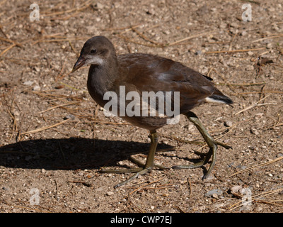 I capretti, Moorhen Gallinula chloropus, REGNO UNITO Foto Stock