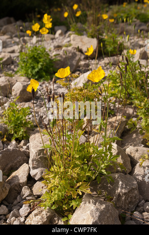 Di colore giallo brillante alpina piante di papavero disperso tra rocce e massi Foto Stock