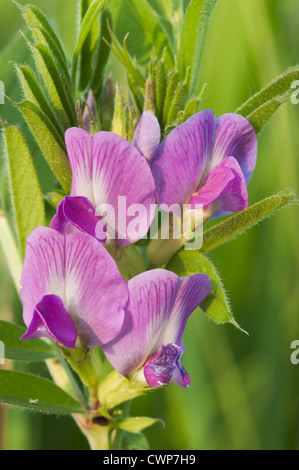 Comune di veccia (Vicia sativa) close-up di fiori, paludi Elmley N.N.R., Isle of Sheppey, Kent, Inghilterra, può Foto Stock