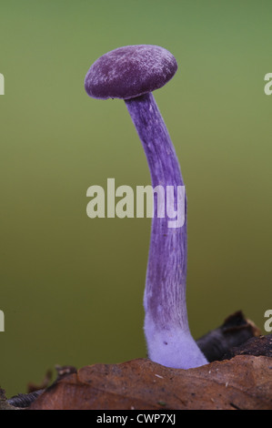 Amethyst Deceiver (Laccaria amethystea) corpo fruttifero, crescente tra figliata di foglia, Clumber Park, Nottinghamshire, Inghilterra, Foto Stock