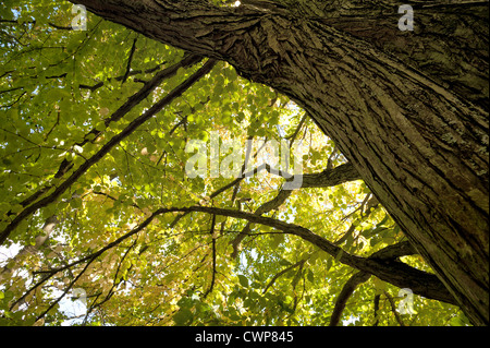 Greens delicati del Katsura tree Cercidiphyllum japonicum come la caduta inizia, toffee apple o albero di Giuda giapponese-tree Foto Stock