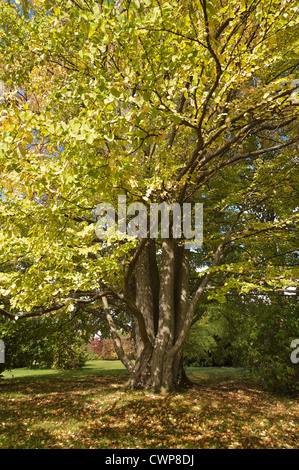 Greens delicati del Katsura tree Cercidiphyllum japonicum come la caduta inizia, toffee apple o albero di Giuda giapponese-tree Foto Stock