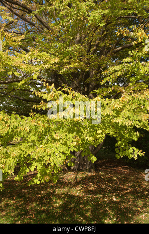 Greens delicati del Katsura tree Cercidiphyllum japonicum come la caduta inizia, toffee apple o albero di Giuda giapponese-tree Foto Stock