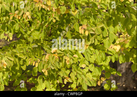 Greens delicati del Katsura tree Cercidiphyllum japonicum come la caduta inizia, toffee apple o albero di Giuda giapponese-tree Foto Stock