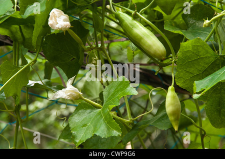 Gourd di edera, noto anche come baby anguria, poco gourd o gentleman's dita. Foto Stock