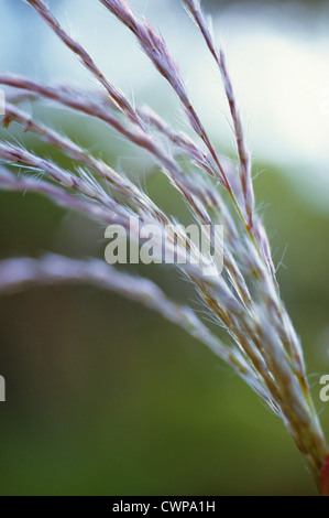 Miscanthus sinensis, Miscanthus, Cinese di erba di argento Foto Stock