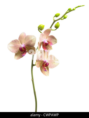 Phalaenopsis, orchidea, Moth orchid Foto Stock