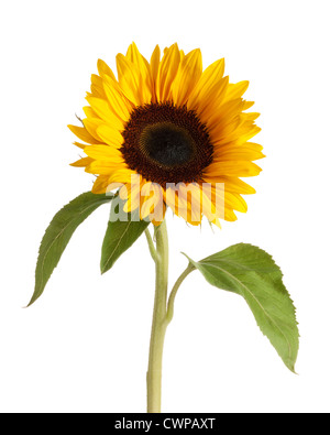 Helianthus annuus, Girasole Foto Stock