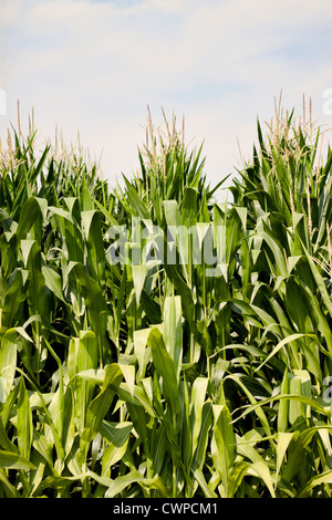 Gli stocchi mais appena iniziando a tassle nel North Carolina sun. Giovani spighe di grano con seta dorata sono visibili su steli. Foto Stock