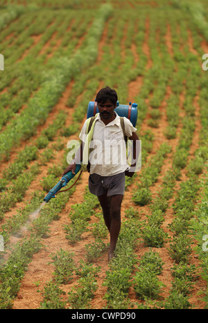 L'agricoltore indiano la spruzzatura di pesticidi Andhra Pradesh in India del Sud Foto Stock