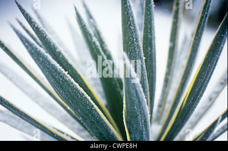 Yucca gloriosa variegata, Yucca Foto Stock