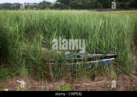 Una barca, quasi completamente sepolto in canneti, si siede sul bordo dell'acqua di marea nel fiume Teign in Devon Foto Stock