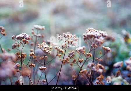 Origanum vulgare, maggiorana, origano. Semi di fiori sull'erba con un rivestimento di brina. Foto Stock