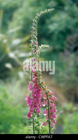 Digitalis purpurea, Foxglove Foto Stock