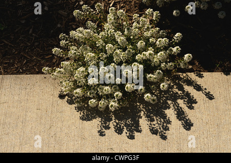 Bianco impianto Elyssum confini marciapiede. Foto Stock