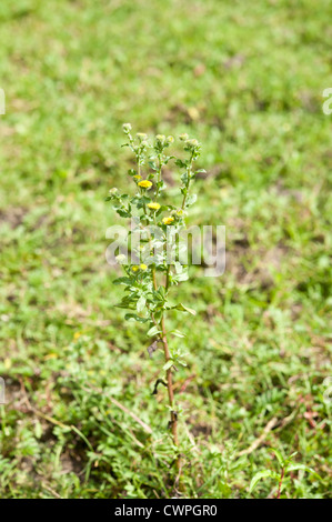 Piccolo, Fleabane Pulicaria vulgaris, Cadnam comune, New Forest, Hampshire, Regno Unito. Agosto. Foto Stock