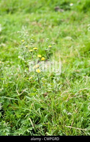 Piccolo, Fleabane Pulicaria vulgaris, Cadnam comune, New Forest, Hampshire, Regno Unito. Agosto. Foto Stock