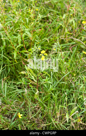 Piccolo, Fleabane Pulicaria vulgaris, Cadnam comune, New Forest, Hampshire, Regno Unito. Agosto. Foto Stock