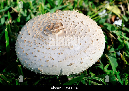 Fungo bianco (Agaricus campestris) nel selvaggio. Foto Stock
