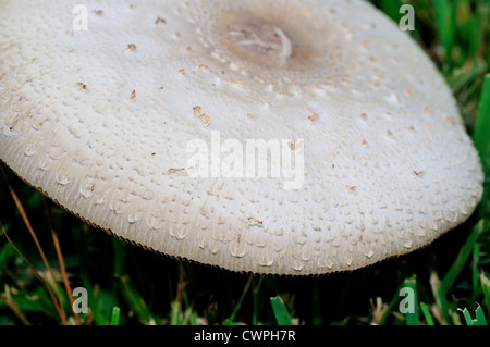 Wild fungo bianco (Agaricus campestris) close-up. Foto Stock