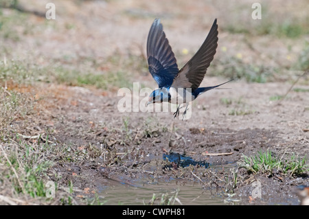 Unione Barn Swallow, Hirundo rustica, in volo la raccolta di fango per materiale di nido.la molla. Spagna Foto Stock