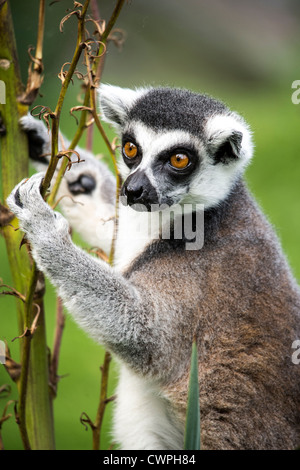 Close up di un lemure scalata di un ramo verde Foto Stock
