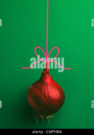 Allium cepa, cipolla Foto Stock