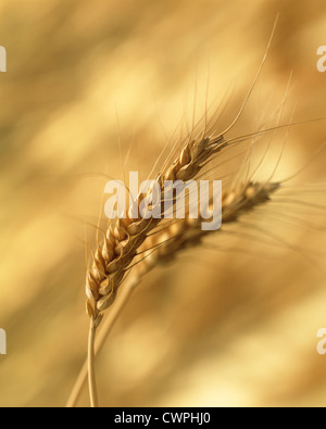 Triticum aestivum, pane di frumento. Due mature spighe di grano in shallow focus contro un marrone pallido sfondo. Foto Stock