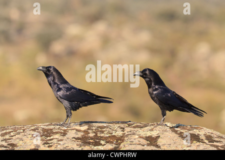 Coppia di corvi comune (Corvus corax) arroccato su una pietra. Extremadura. Spagna. Foto Stock