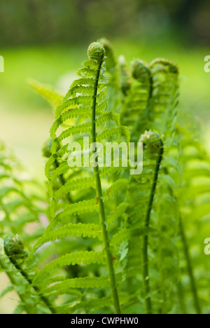 Matteuccia struthiopteris, felce, struzzo felce, Felce penna. Verde verticale apertura di fronde. Foto Stock