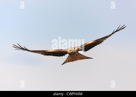 Nibbio reale (Milvus milvus) in volo. Extremadura. Spagna. Foto Stock