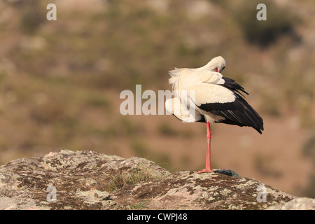 Cicogna bianca (Ciconia ciconia) preening piume. Extremadura. Spagna. Foto Stock