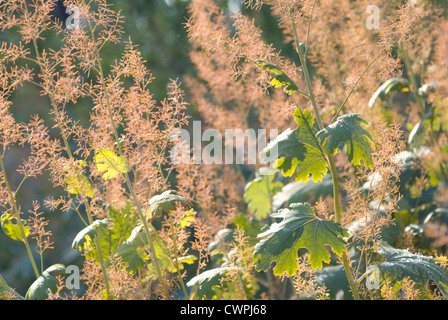 Macleaya cordata, pennacchio di semi di papavero Foto Stock