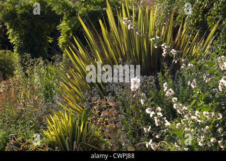 Phormium tenax 'giallo Wave", Nuova Zelanda lino Foto Stock