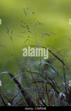 Panicum virgatum 'Squaw', Squaw erba interruttore Foto Stock