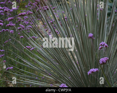 Agave geminiflora, Agave, Twin Agave fiorito Foto Stock