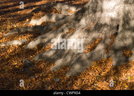 Carpinus betula, Carpino Foto Stock