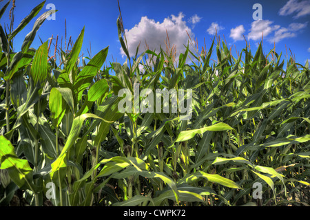 Campo di grano con cielo blu Foto Stock
