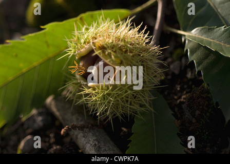 Castanea sativa, Castagno, Sweet chesnut Foto Stock