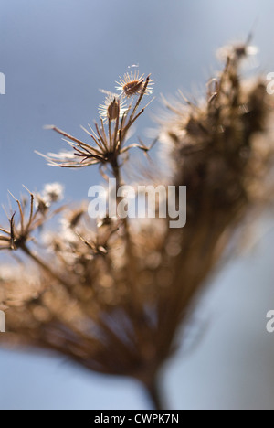 Daucus carota carota, carota selvatica Foto Stock