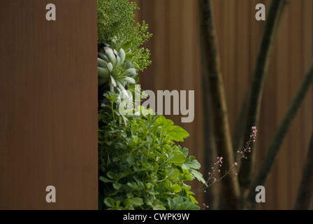 Heuchera, campane di corallo Foto Stock