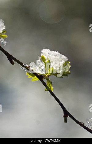 Crataegus, Biancospino Foto Stock