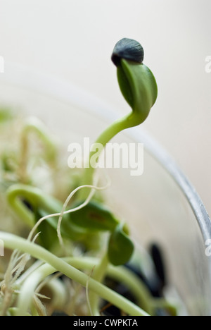 Helianthus annuus, Girasole Foto Stock