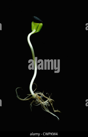 Helianthus annuus, Girasole Foto Stock