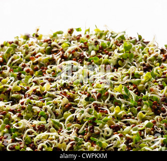 Brassica oleracea botrytis italica, broccoli Foto Stock